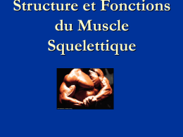 Cours n°4: contraction musculaire