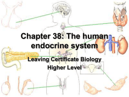 The Endocrine System - Leaving Cert Biology