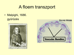 A floem transzport