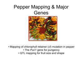 Pepper Mapping & Major Genes - Department of Plant Sciences