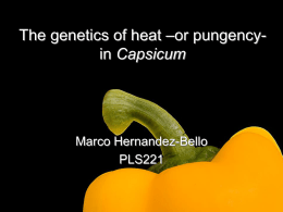gene (Pun1? - Plant Sciences