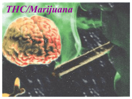 Marijuana - UCSD Cognitive Science