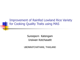 Improvement of Rainfed Lowland Rice Variety for Cooking Quality