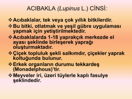 Acıbakla (Lupinus L.) Cinsi