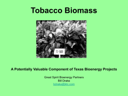Tobacco Biomass - A Potenitally Valuable Component of Texas