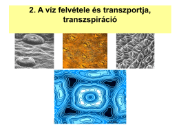 2. A víz felvétele és transzportja, transzspiráció