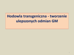 Hodowla transgeniczna - tworzenie ulepszonych odmian GM