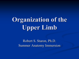 upper limb organization