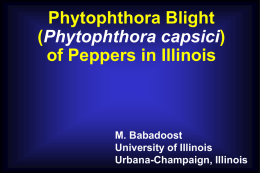 Phytophthora Blight of Peppers in Illinois