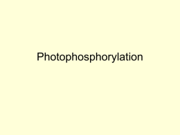 Photophosphorylation