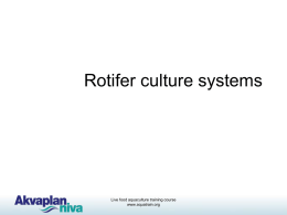 Rotifer culture systems