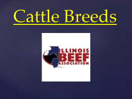 Cattle Breeds - Illinois Beef Association