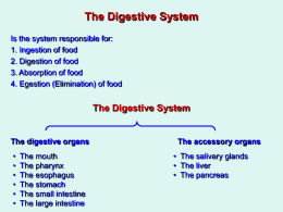 The Digestive System (PowerPoint)