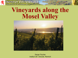 Vineyards along the Mosel Valley - Institut Viti