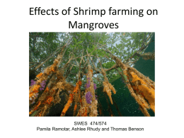Effects of Shrimp farming on Mangroves