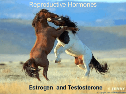 Estrogen and Testosterone