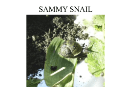 A snail`s life.