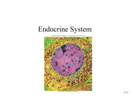 Introduction to the Endocrine System