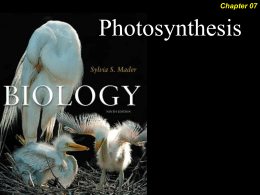 Photosynthesis