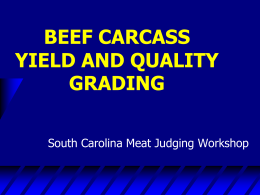 Beef Carcass Evaluation