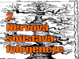 2_nervova_s_fylogeneze