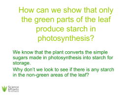 PSG11 - Which part of a leaf produces starch