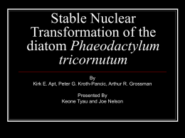 Stable Nuclear Transformation of the diatom Phaeodactylum