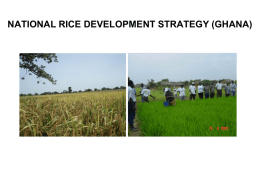 national rice development strategy (ghana)