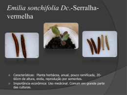 Emilia-sonchifolia-Dc-Serralha-vermelha