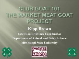 MARKET GOATS 101 The Club Goat Project