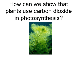 SAPS Photosynthesis Survival Guide PPT5