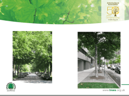 Banyule City Council will sustain a dynamic urban forest that