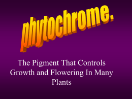 Phytochrome