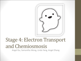electron transport and chemiosmosis 1063KB Nov 04 2011 08