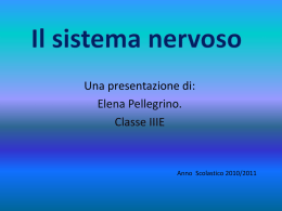 Il sistema nervoso - Scuola Media Ada Negri