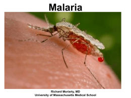 Malaria - University of Massachusetts Medical School