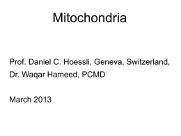 Mitochondrial DNA replication