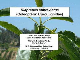 Diaprepes Root Weevil - University of California Cooperative