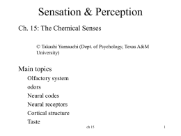 Ch 15 Chemical Senses