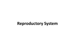 Reproductory System