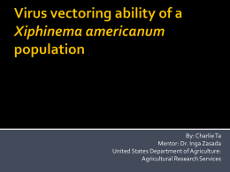 Virus vectoring ability of a Xiphinema americanum