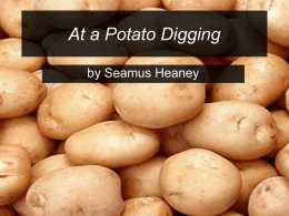 At a potato digging