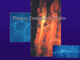Phloem transport - The Virtual Plant