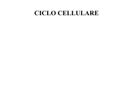 Ciclo_cellulare_CTF
