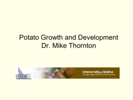 Potato Growth and Development &ndash; Mike Thornton
