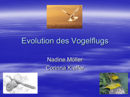 Evolution des Vogelflugs