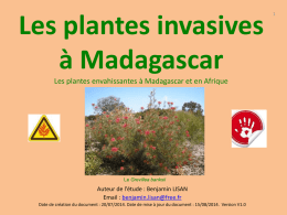 plantes-invasives-de-Madagascar