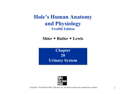 PowerPoint to accompany Hole`s Human Anatomy and Physiology
