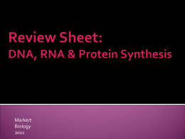 Review Sheet : DNA, RNA & Protein Synthesis