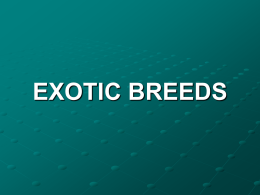 Six Exotic Breeds of Cattle, ppt Presentation, Click here to open